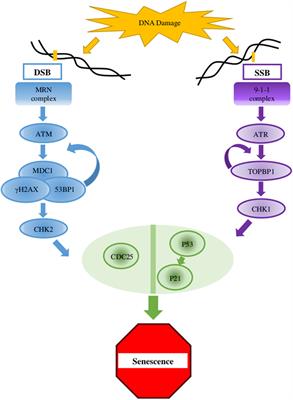 Genomic Instabilities, Cellular Senescence, and Aging: In Vitro, In Vivo and Aging-Like Human Syndromes